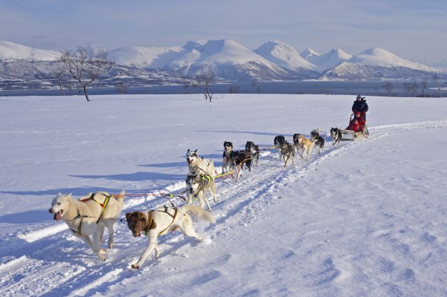 © Traineau à chiens près de Tromso - Norvège